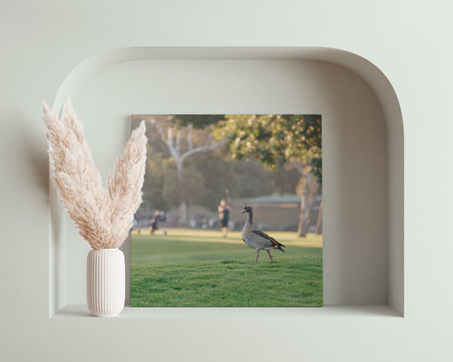 Wildlife Spectator Canvas